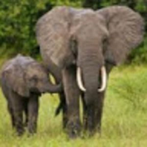 Meet your Posher, Lillie